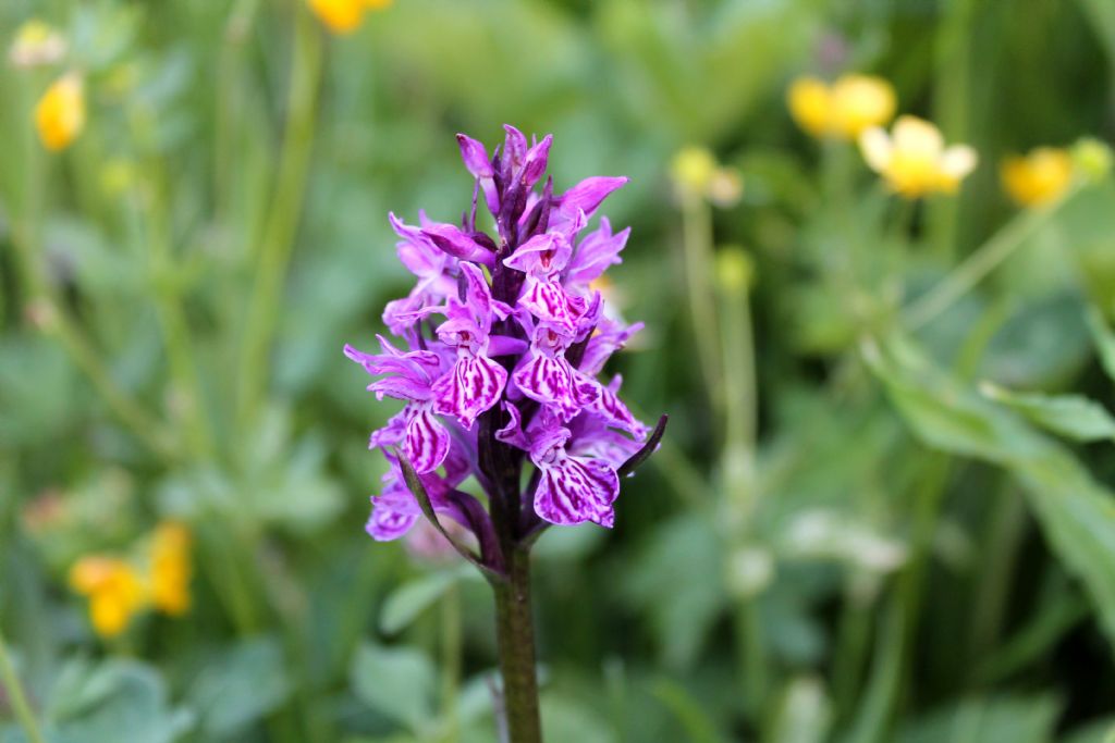 Dactylorhiza.....1